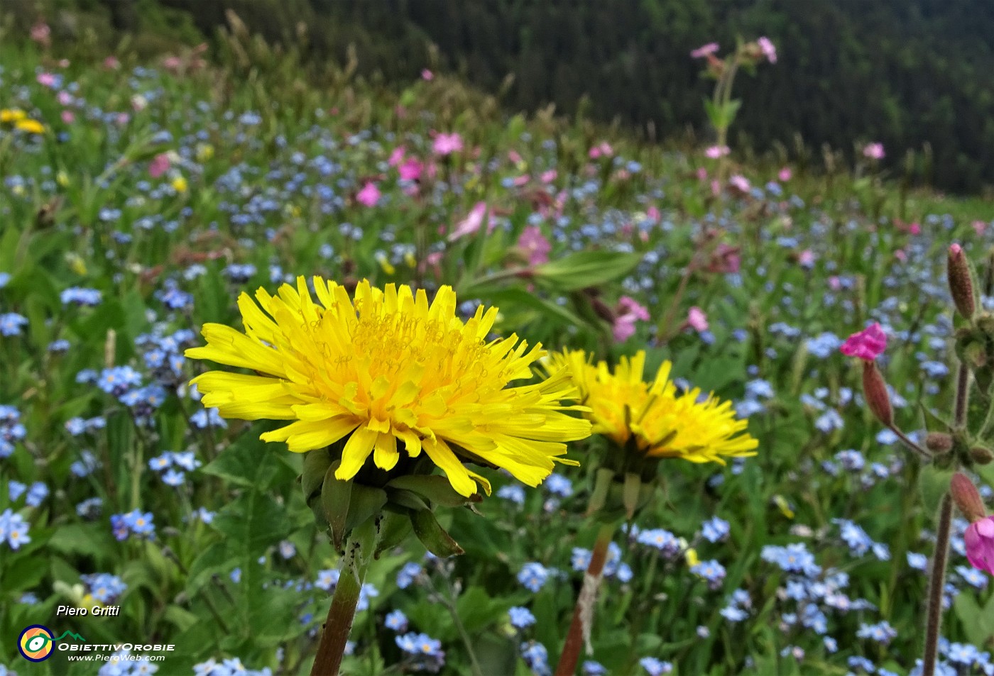 81 Fiori di tarassaco emergono sui nontiscordar....JPG